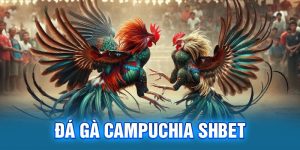 SHBET Hướng Dẫn Đặt Cược Khi Tham Gia Game Đá Gà Campuchia