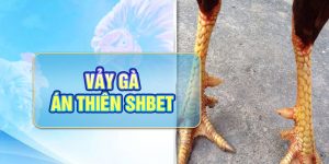 Vảy Gà Án Thiên - Chọn Gà Tài, Giành Thắng Lợi Lớn Tại SHBET